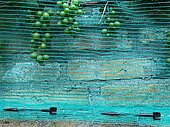 Bild 5 Das Weinbaunetz Blau ist die Lösung für guten Schutz Ihrer Reben!