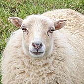 Bild 5 Schafe im Weinberg