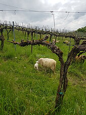 Bild 6 Schafe im Weinberg