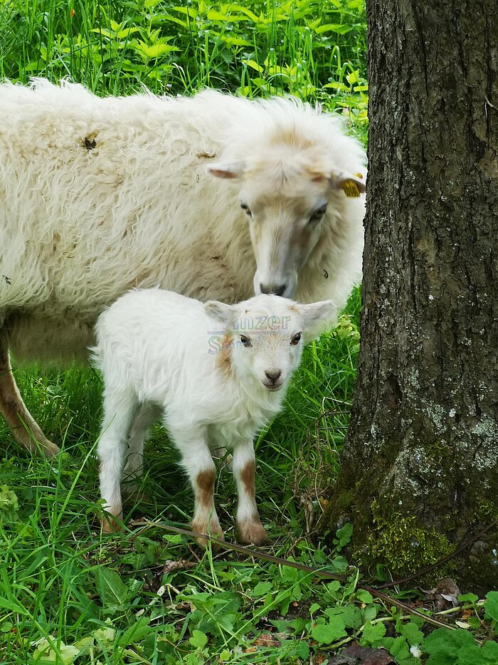 Bild 1 Schafe im Weinberg