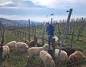 Bild 2 Schafe im Weinberg