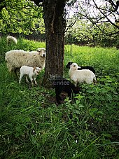 Bild 3 Schafe im Weinberg