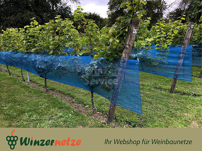 Bild 1 Das Weinbaunetz Blau ist die Lösung für guten Schutz Ihrer Reben!