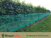 Bild 3 Das Weinbaunetz Blau ist die Lösung für guten Schutz Ihrer Reben!