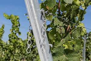 Bild 4 artos Weinbergpfähle für den Wein-, Obst- und Zaunbau