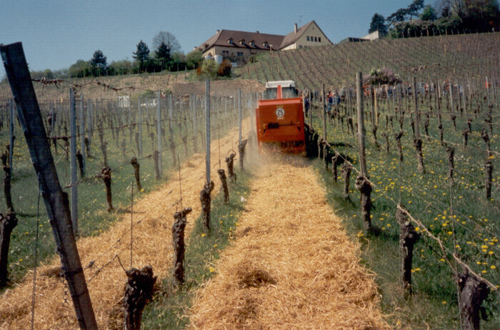 Fischer Weinbergstreuer