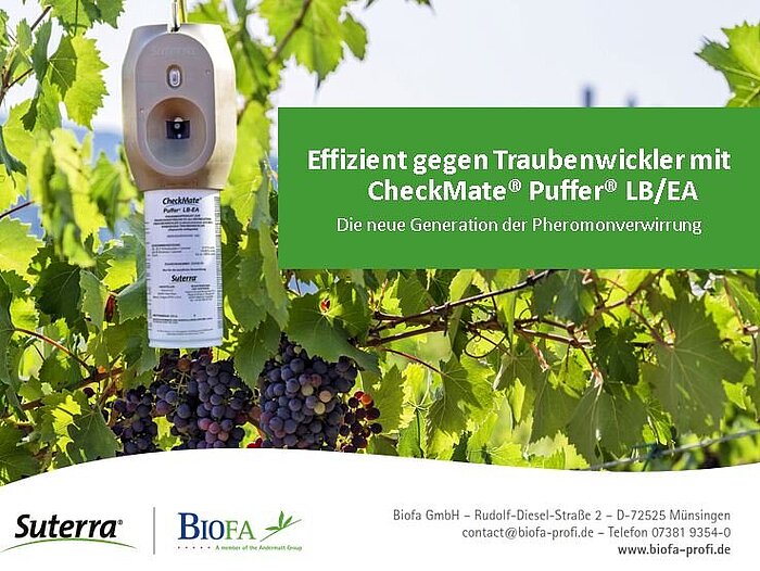 Traubenwickler effizient bekämpfen mit CheckMate® Puffer® LB/EA