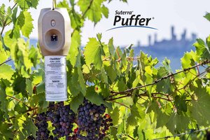 Bild 2 Traubenwickler effizient bekämpfen mit CheckMate® Puffer® LB/EA