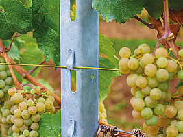Bild 6 Produkte für den Wein- und Obstbau