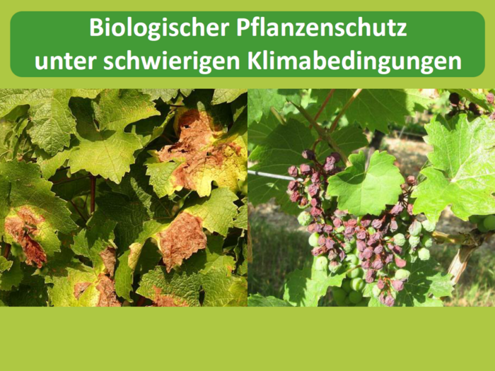 Biologischer Pflanzenschutz unter schwierigen Klimabedingungen