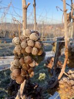 Bild 4 Lebosol® Produkte für den Weinbau - Unsere Empfehlungen 2023