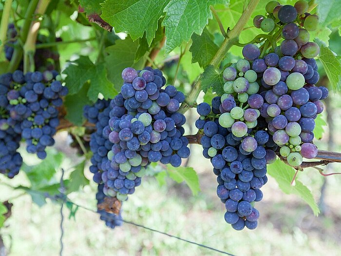 Weinbau Produktion ohne Pflanzenschutzmittel