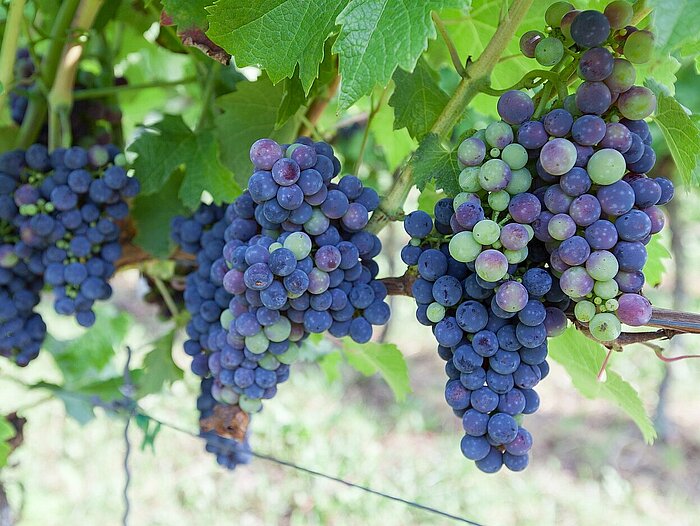 Weinbau Produktion ohne Pflanzenschutzmittel