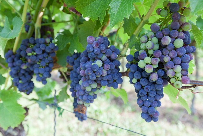 Weinbau Produktion ohne Pflanzenschutzmittel
