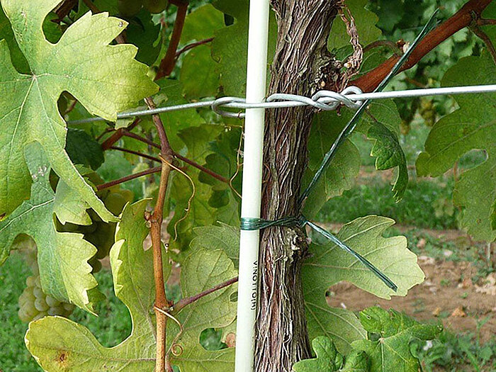 Schuhmacher GmbH Philippsburg - Ihr Partner für Weinbaubedarf