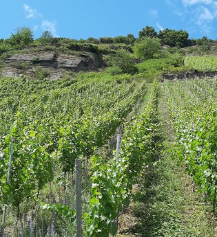 LIFESTYLE-INVEST „RHEINGOLD“-WEINGUT – IM RHEINTAL - 8 ha