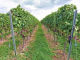 Bild 2 Produkte für den Wein- und Obstbau