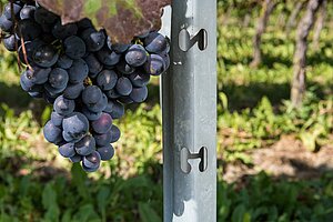 Bild 1 artos Weinbergpfähle für den Wein-, Obst- und Zaunbau