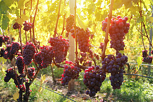 Bild 3 Lebosol® Produkte für den Weinbau - Unsere Empfehlungen 2023