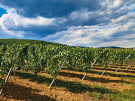 Bild 5 Produkte für den Wein- und Obstbau