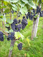 Bild 4 Weinbau Produktion ohne Pflanzenschutzmittel