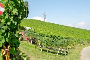 Bild 1 JACKET WEINGARTENABDECKUNG - Professioneller Schutz für den Weinbau
