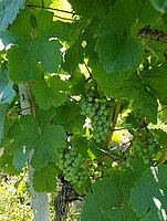 Bild 1 Weinbau Produktion ohne Pflanzenschutzmittel