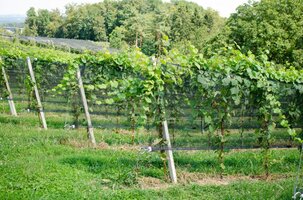 Bild 6 JACKET WEINGARTENABDECKUNG - Professioneller Schutz für den Weinbau
