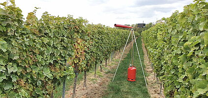 Bild 4 Erfolgreiche und Effiziente Vogelabwehr im Weinbau mit Purivox