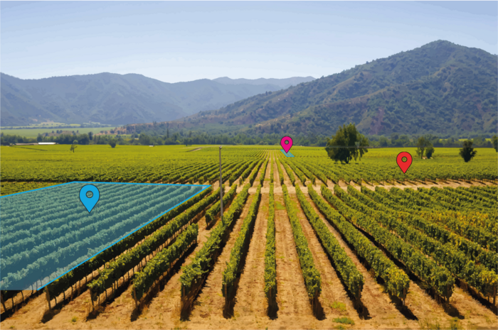 Weinbau neu gedacht - Das Vineyard Management Informations-System