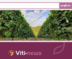 Bild 1 Service Weinbau - aktuelle Informationen und Übersichten