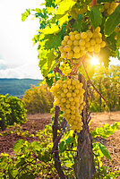 Bild 2 Lebosol® Produkte für den Weinbau - Unsere Empfehlungen 2023