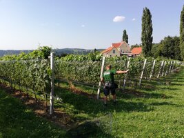 Bild 4 JACKET WEINGARTENABDECKUNG - Professioneller Schutz für den Weinbau