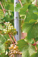 Bild 3 Klug \ RWZ - Fachbereich Weinbau