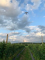 Bild 5 Erfolgreiche und Effiziente Vogelabwehr im Weinbau mit Purivox