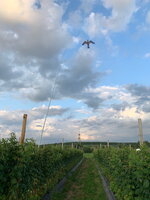 Bild 5 Erfolgreiche und Effiziente Vogelabwehr im Weinbau mit Purivox