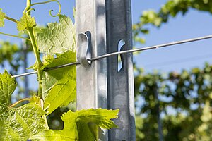 Bild 5 artos Weinbergpfähle für den Wein-, Obst- und Zaunbau