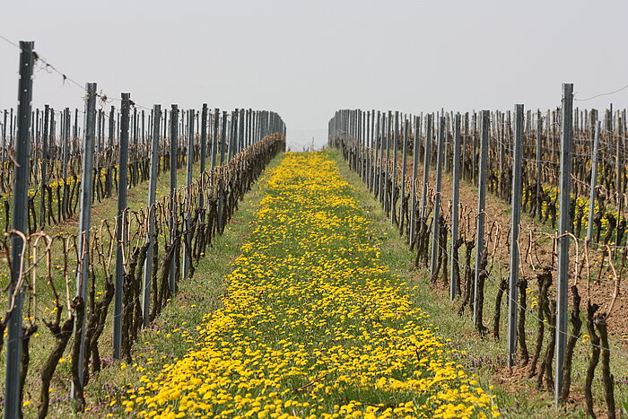 Klug \ RWZ - Fachbereich Weinbau