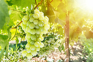 Bild 1 Lebosol® Produkte für den Weinbau - Unsere Empfehlungen 2023