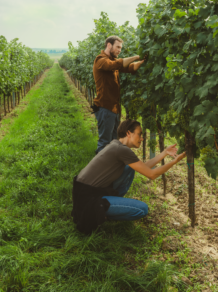 Kwizda Agro: Ihr Partner für nachhaltigen Pflanzenschutz im Weinbau.