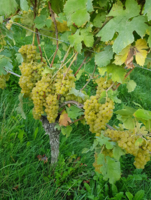 Bild 2 Weinbau Produktion ohne Pflanzenschutzmittel