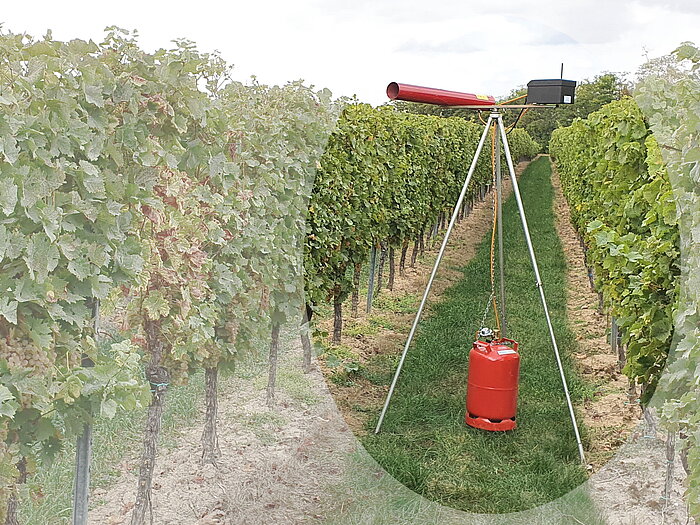 Erfolgreiche und Effiziente Vogelabwehr im Weinbau mit Purivox