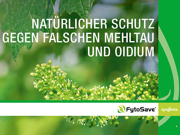 FytoSave®  - natürlicher Schutz gegen Falschen Mehltau und Oidium