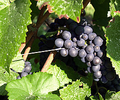 Bild 3 CrapalOptimum Drähte für Wein- und Obstbau