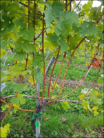 Bild 3 Weinbau Produktion ohne Pflanzenschutzmittel