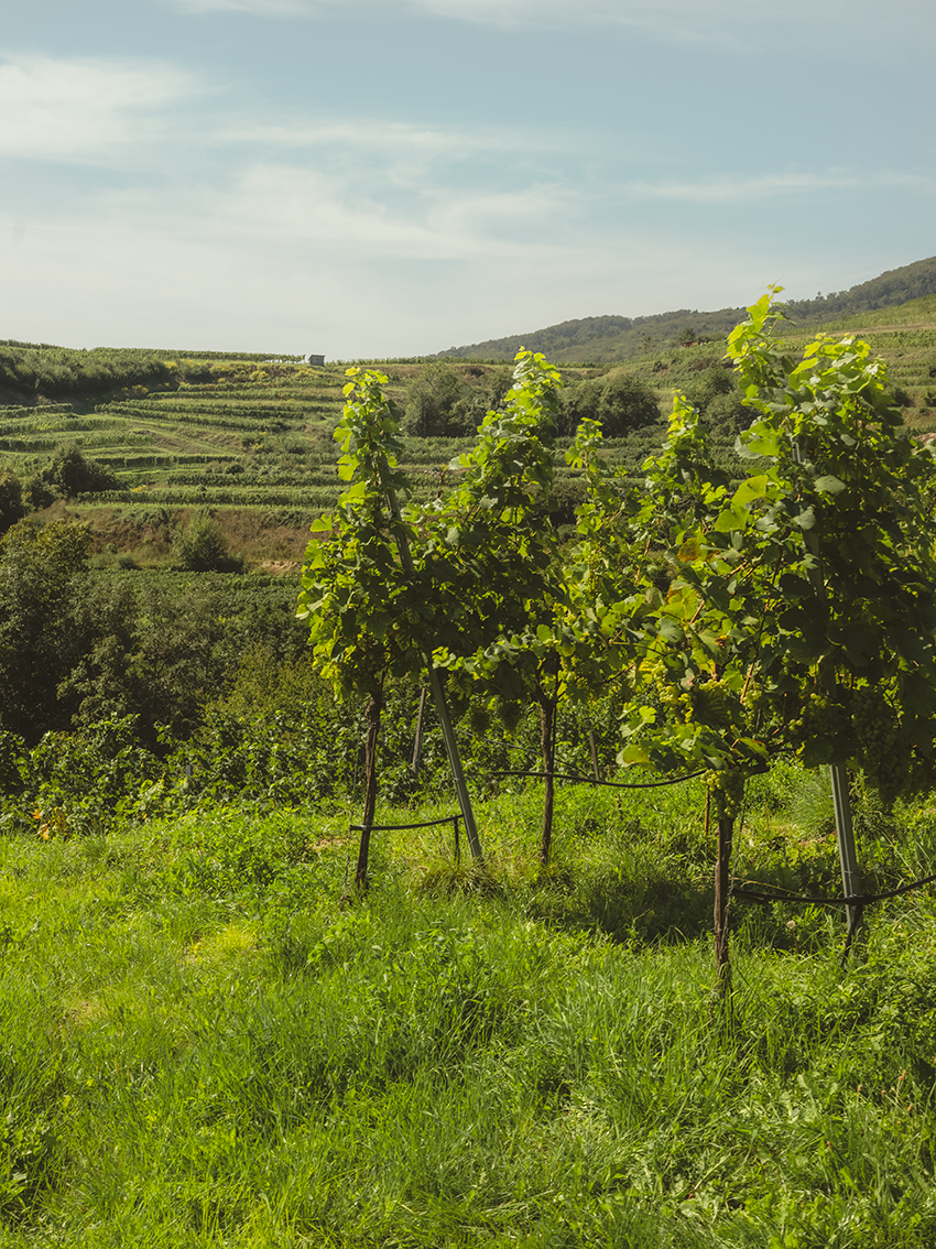 Winzer-ServiceAusstellerverzeichnis