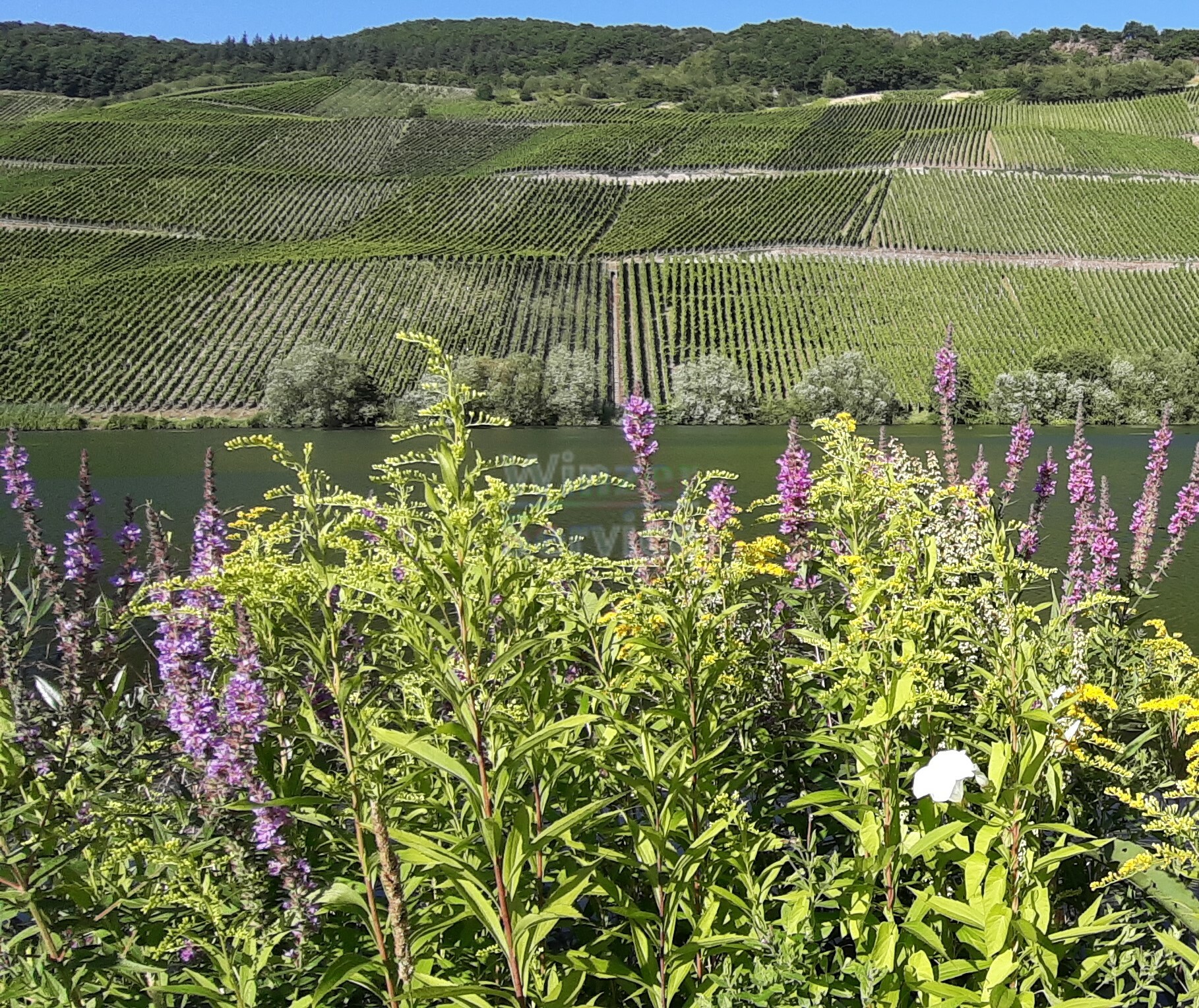 Mosel: Weingut zu verkaufen, ca. 15 ha Rebflächen
