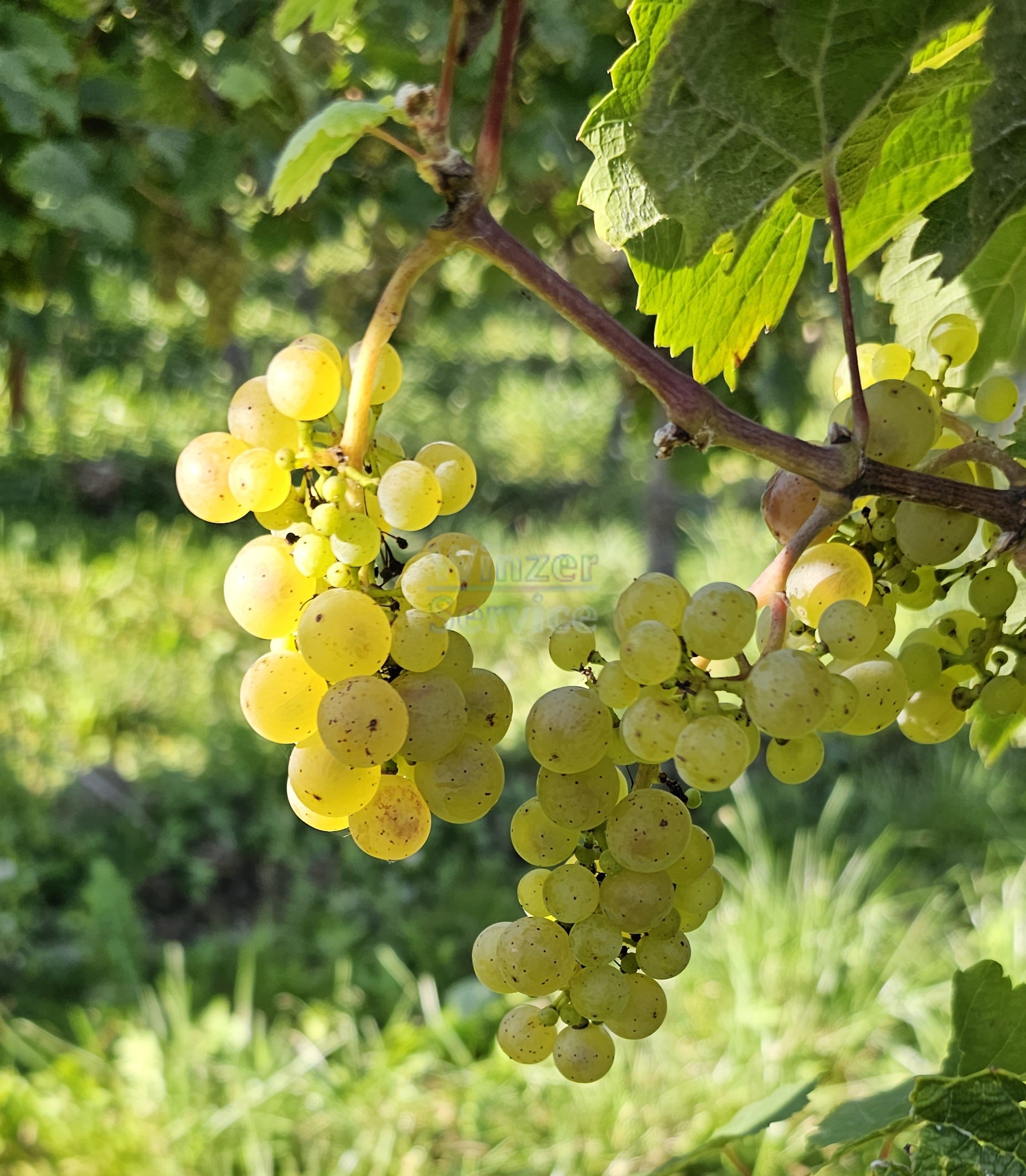 Mosel: Weingut zu verkaufen mit ca. 6 ha Rebfläche & Großen Lagen