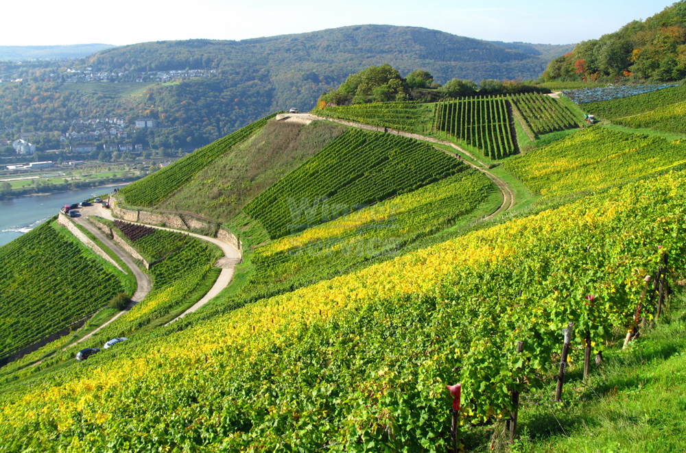 Rheingau: 6 Hektar Weingut zu verkaufen