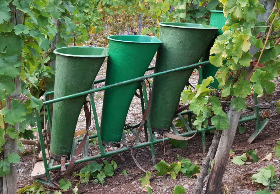 Schlitten Weinbau Ernte Traubenlese Steilhang
